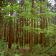 images/galleries/growing-left-btm//Japanese Cedar forest.jpg